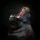 Image for article titled Epic and intimate glimpses of nature from the Sony World Photography Awards